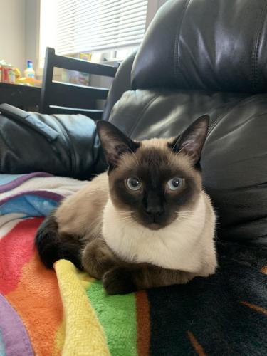 Lost Male Cat last seen Ravenstern Cres SE Airdrie, Airdrie, AB T4A 0T3