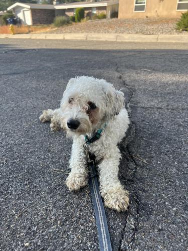 Found/Stray Unknown Dog last seen Indian School and Chelwood , Albuquerque, NM 87112