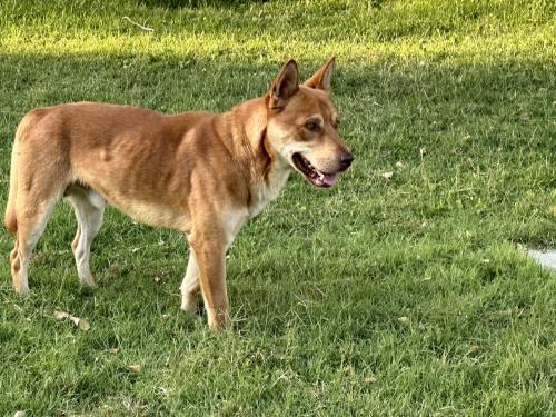 Found/Stray Male Dog last seen Alvarado park, Albuquerque, NM 87110