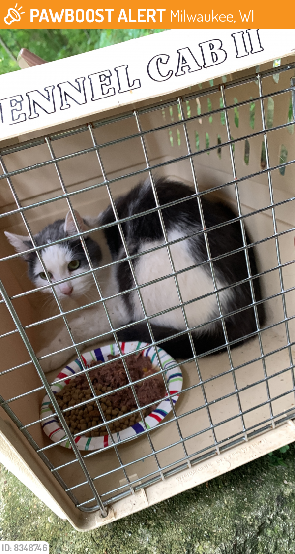 Rehomed Unknown Cat last seen Kern Park, Milwaukee, WI 53212