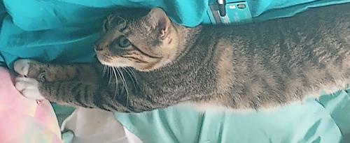 Lost Male Cat last seen Magin meadow and Thannas , Austin, TX 78744
