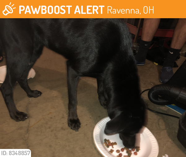 Rehomed Female Dog last seen Infirmary Rd Shalersville Ohio, Ravenna, OH 44266
