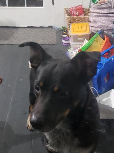 Found/Stray Male Dog last seen 22nd st SE and Talmage Ave SE , Minneapolis, MN 55413