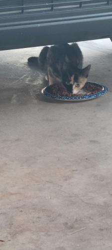 Found/Stray Female Cat last seen 38th ave and Peoria az this is 85029 but comes up as 850511, Phoenix, AZ 85051