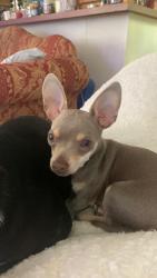 Lost Male Dog last seen Near Holland Hills loop, Vilonia, AR 72173