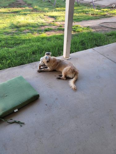 Found/Stray Male Dog last seen 40th st and Vineyard rd, Phoenix, AZ 85042
