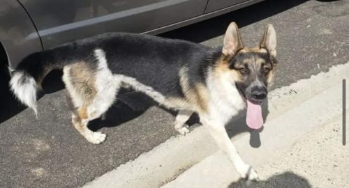 Lost Male Dog last seen Alum rock and Dale, San Jose, CA 95127