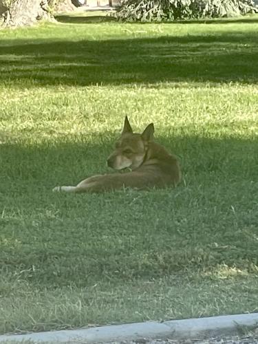Found/Stray Male Dog last seen He has been wandering around the entire park apparently for the last day or two, Albuquerque, NM 87110