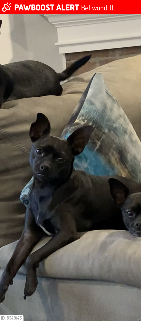 Lost Female Dog last seen Kingdom Hall of Jehovah’s Witnesses, Bellwood, IL 60104