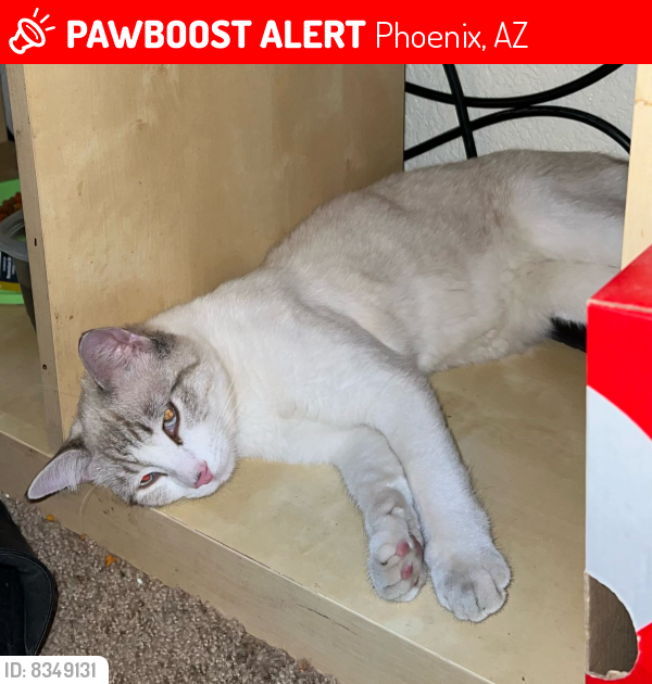 Lost Male Cat last seen Near ave  and captus, Phoenix, AZ 85029
