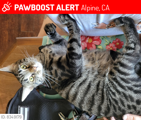 Lost Female Cat last seen Backyard facing Alpine Blvd, Alpine, CA 91901