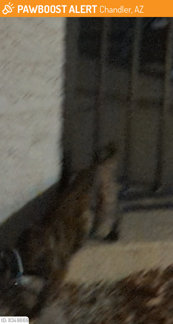 Found/Stray Unknown Cat last seen Near w Palomino drive Chandler AZ. Hanging around the pool area, Chandler, AZ 85225