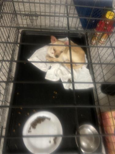 Found/Stray Male Dog last seen Maryland and 65 th ave , Glendale, AZ 85304