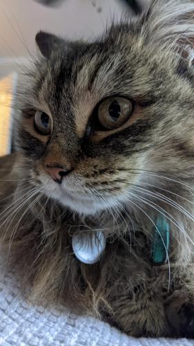 Lost Female Cat last seen Shay and Naomi Ct , Pinole, CA 94564
