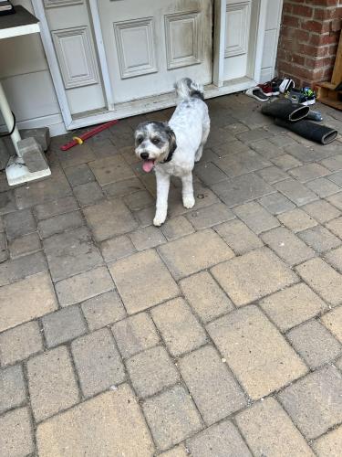 Lost Female Dog last seen By the temporary signal lights , Castro Valley, CA 94552