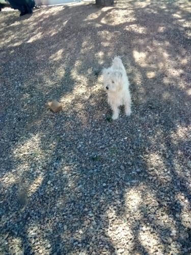 Lost Male Dog last seen Flintlock and derringer, Avra Valley, AZ 85653