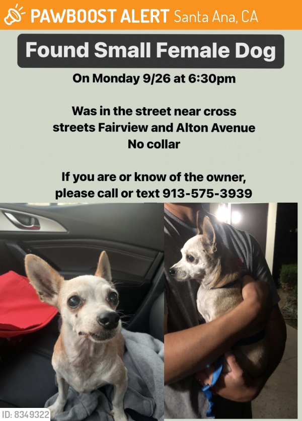 Found/Stray Female Dog last seen Fairview St between Segerstrom & Alton Aves (Santa Ana) , Santa Ana, CA 92704