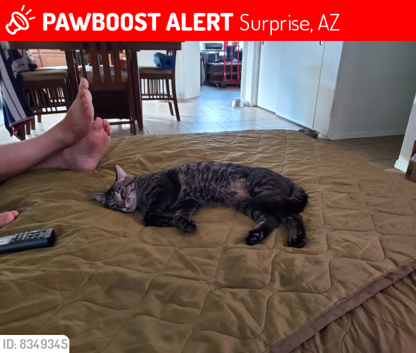 Lost Male Cat last seen Near N 165th Ln, Surprise, AZ 85388, Surprise, AZ 85388