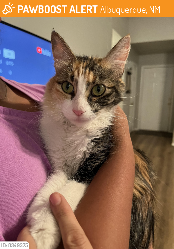 Rehomed Unknown Cat last seen Unser and McMahon , Albuquerque, NM 87114