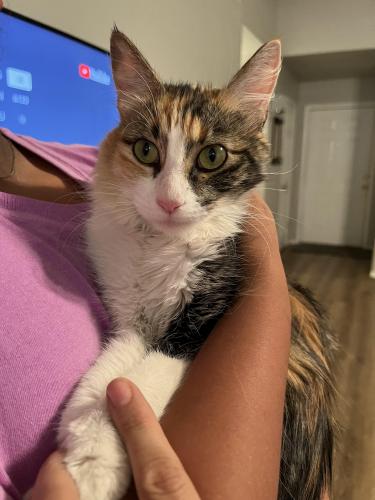 Found/Stray Unknown Cat last seen Unser and McMahon , Albuquerque, NM 87114