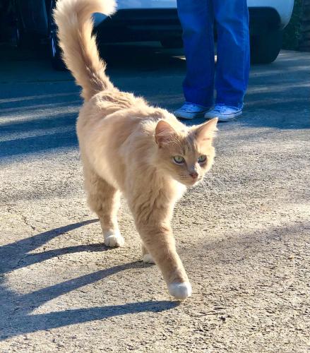 Lost Female Cat last seen Downtown Hiram, Hiram, GA 30141