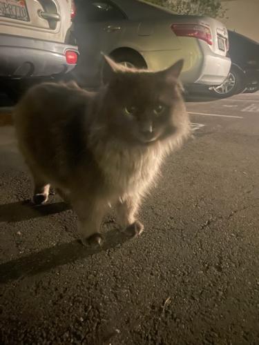 Found/Stray Unknown Cat last seen University community branch library, San Diego, CA 92122