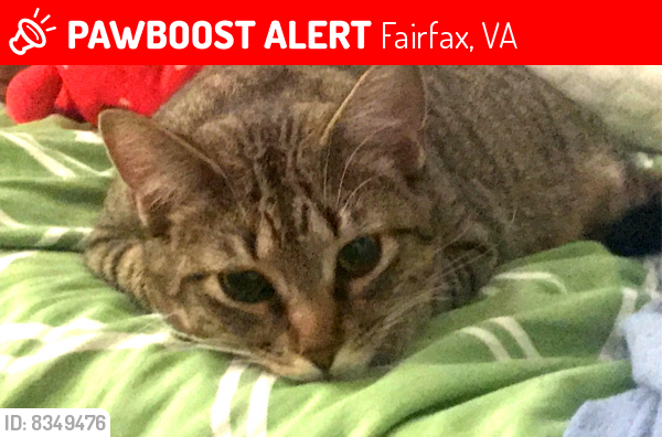 Lost Female Cat last seen st matthews methodist church, Fairfax, VA 22031