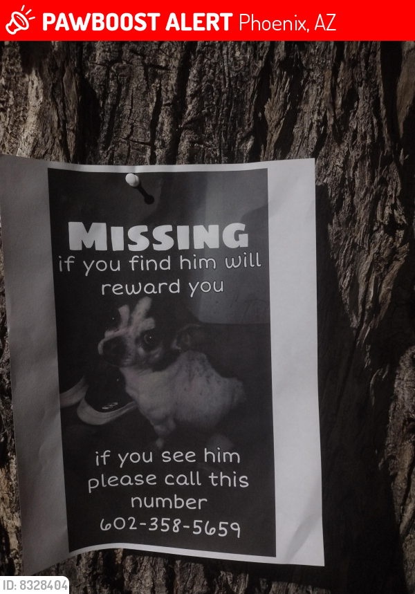 Lost Male Dog last seen Near W Peoria Ave , Phoenix, AZ 85029