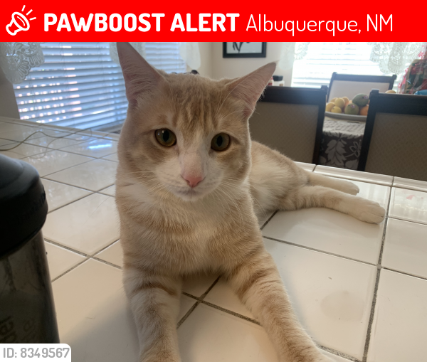 Lost Male Cat last seen near louisiana and central, Albuquerque, NM 87102