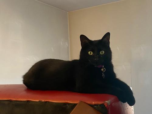 Lost Female Cat last seen Montrose and Dayton, Chicago, IL 60613