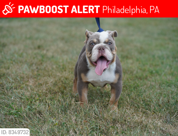 Lost Male Dog last seen Near germantown avenue , Philadelphia, PA 19140