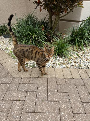 Lost Male Cat last seen Oakes Blvd and Standing Oaks , Urban Estates, FL 34119