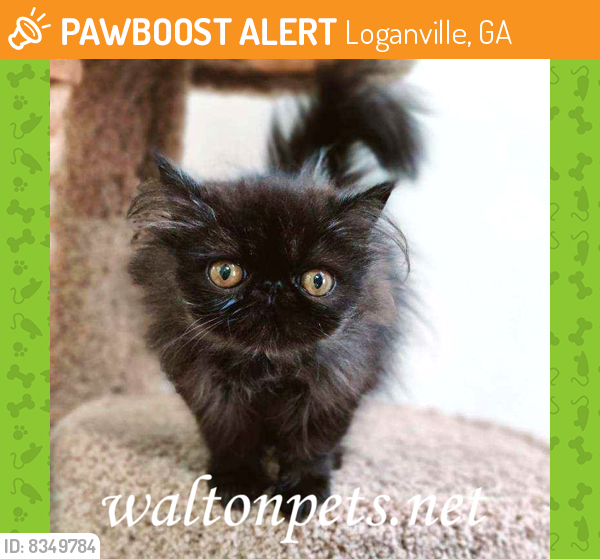 Rehomed Female Cat last seen RICHARDS WALK, Loganville, GA 30052