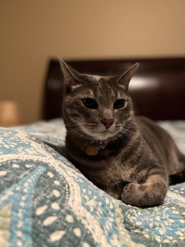 Lost Male Cat last seen Ogden, Naperville, IL 60563