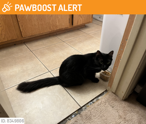Rehomed Unknown Cat last seen Torrey Pines State Beach, San Diego County, CA 92014