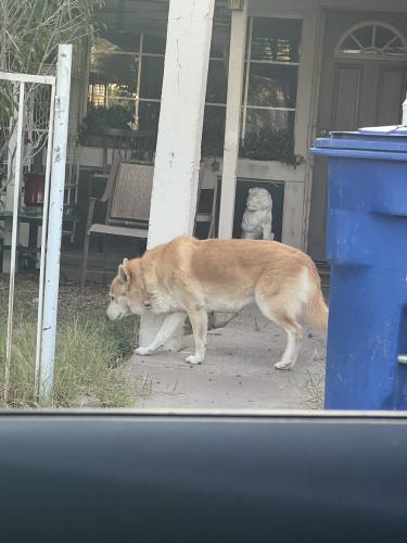 Found/Stray Female Dog last seen Across El Mirage City Court, El Mirage, AZ 85335