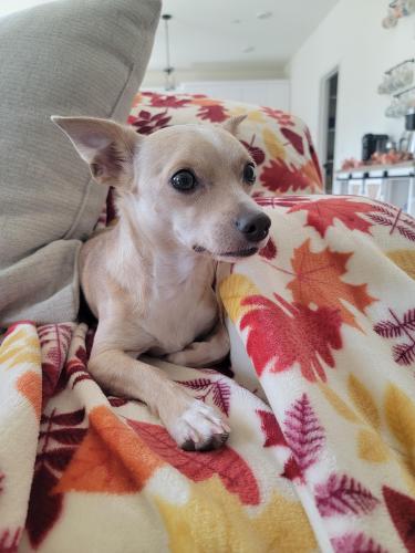Lost Male Dog last seen KB  Sundance at Park Circle, Valley Center, CA 92082