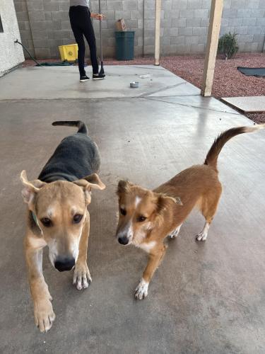 Found/Stray Male Dog last seen Water disposal on Fleetwood ST. , Glendale, AZ 85303