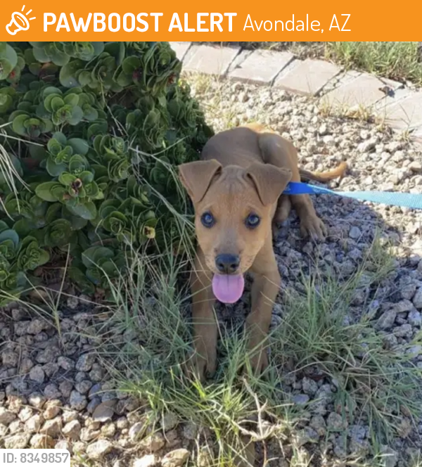 Found/Stray Unknown Dog last seen 126th Ave and Thomas Rd, Avondale, AZ 85392