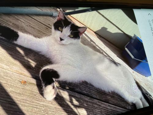 Found/Stray Unknown Cat last seen Near Quinsey Dr Bridgeport, CT, Bridgeport, CT 06606