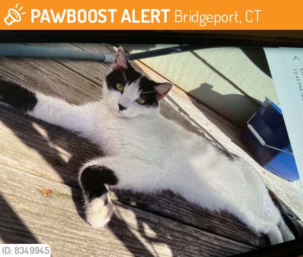 Found/Stray Unknown Cat last seen Near Quinsey Dr Bridgeport, CT, Bridgeport, CT 06606