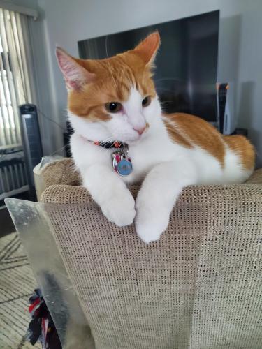 Lost Male Cat last seen E Oklahoma Ave and S. Herman st, Milwaukee, WI 53207