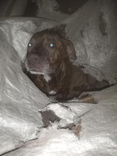 Lost Male Dog last seen Patterson WAY, San Bernardino, CA 92405