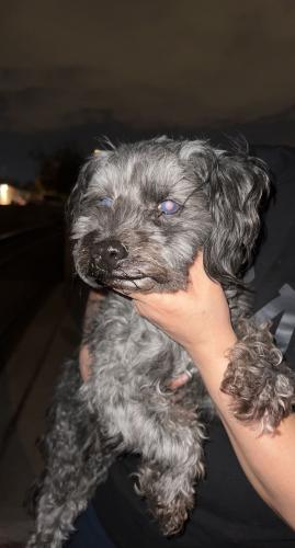 Found/Stray Male Dog last seen 37th Ave / McDowell, Phoenix, AZ 85051