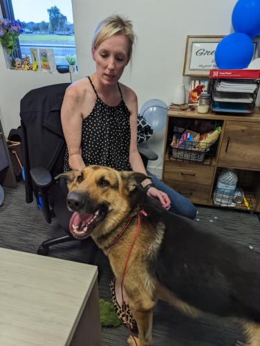 Found/Stray Unknown Dog last seen 34th and Roeser by Esteban Park, Phoenix, AZ 85040