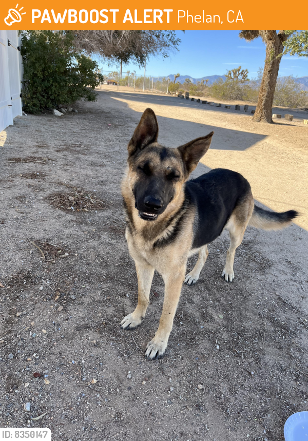 Rehomed Male Dog last seen Trinidad and Del Rosa, Phelan, CA 92371