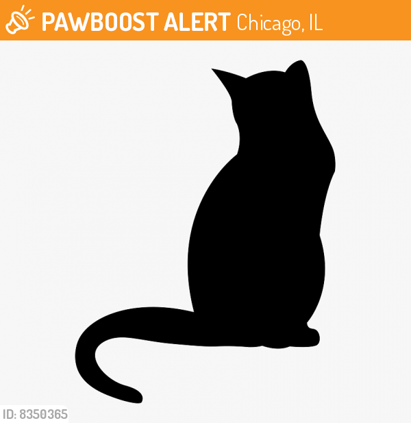 Found/Stray Unknown Cat last seen W 51st ST & Talman by the Waldo Cooneys, Chicago, IL 60632