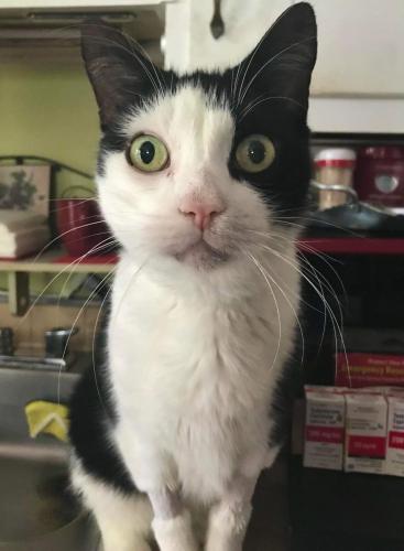 Lost Male Cat last seen 87th Avenue with Oglethorpe and Madison Avenues, New Carrollton, MD 20784