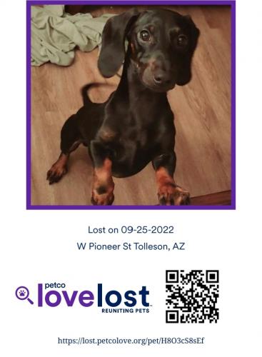 Lost Male Dog last seen 83rd ave lowerbuckeye , Tolleson, AZ 85353