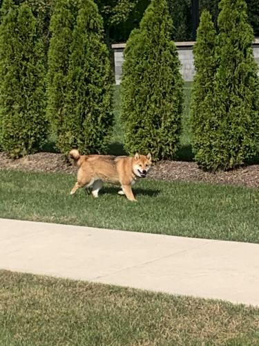 Found/Stray Unknown Dog last seen Ryder court and Perth, Naperville, IL 60564